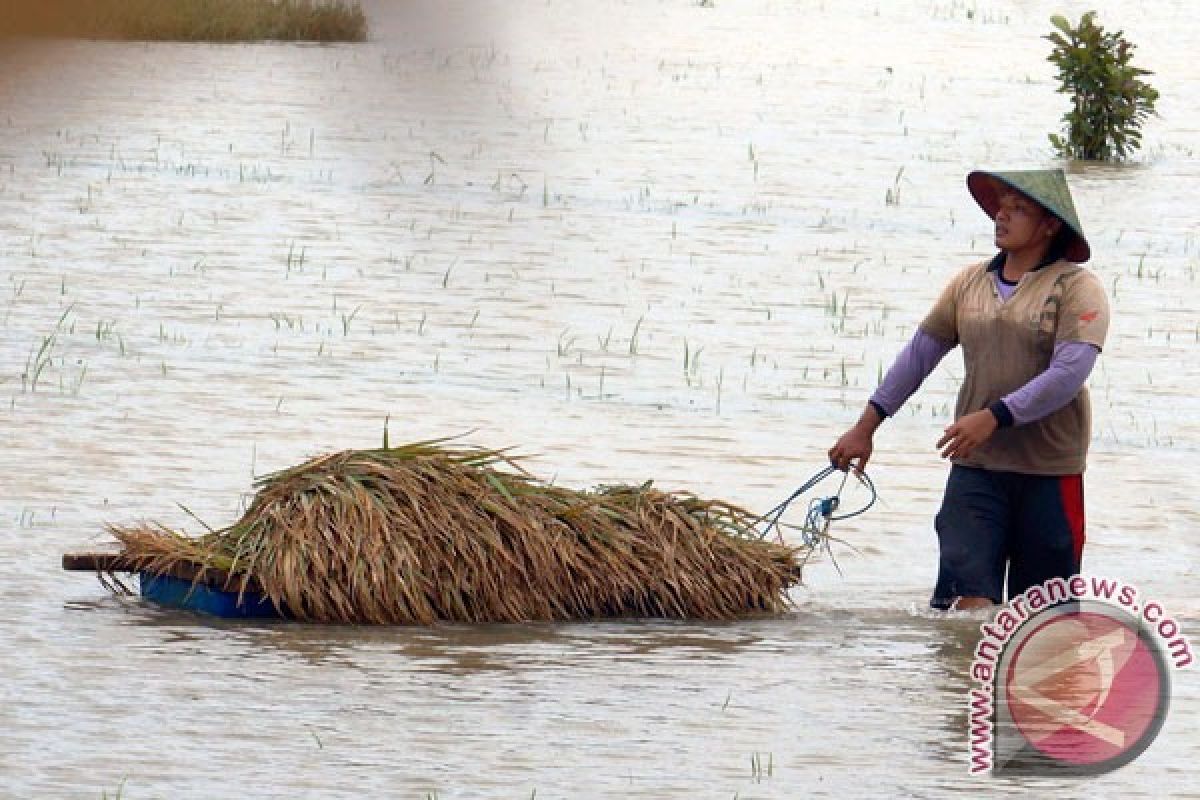 Angin kencang sapu padi hampir panen di Siak