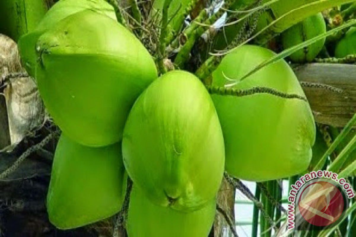 Padangpariaman Develops Coconut, Cocoa as Mainstay Commodities 