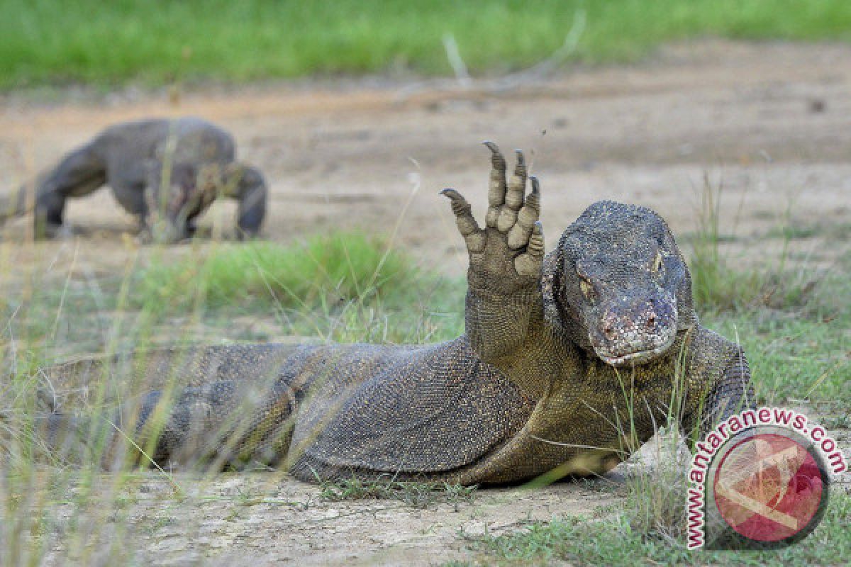 Wisatawan Mancanegara Hanya Ingin Lihat Komodo