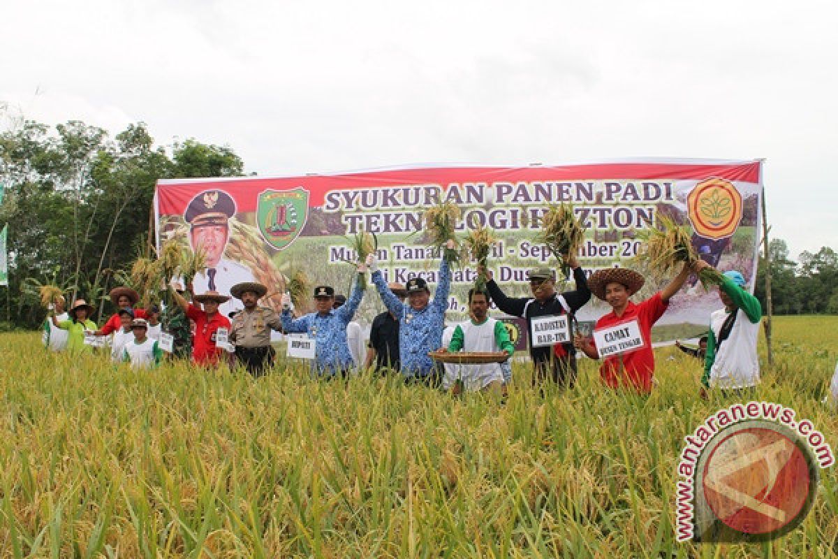 Bupati Bartim Panen Padi Hazton, Per Hektar Hasilkan 9,5 Ton 