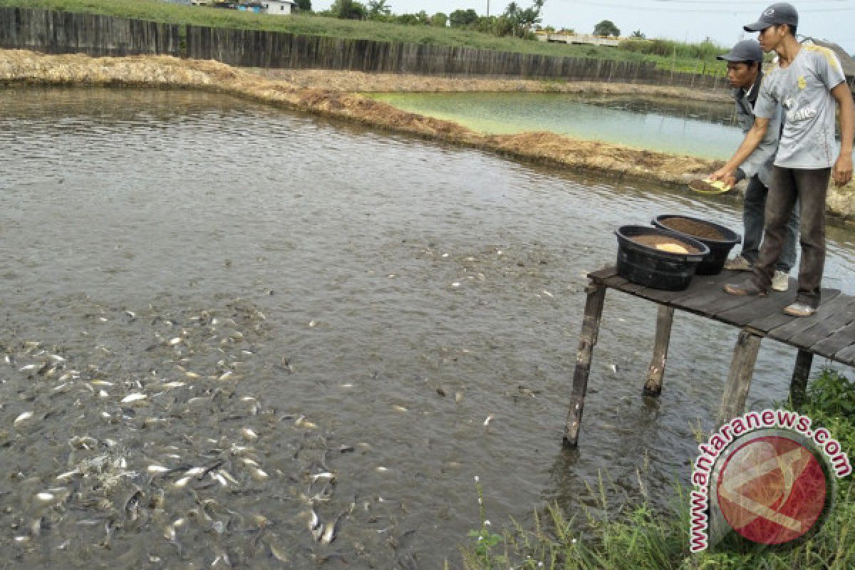 Usaha Ikan Patin Menguntungkan