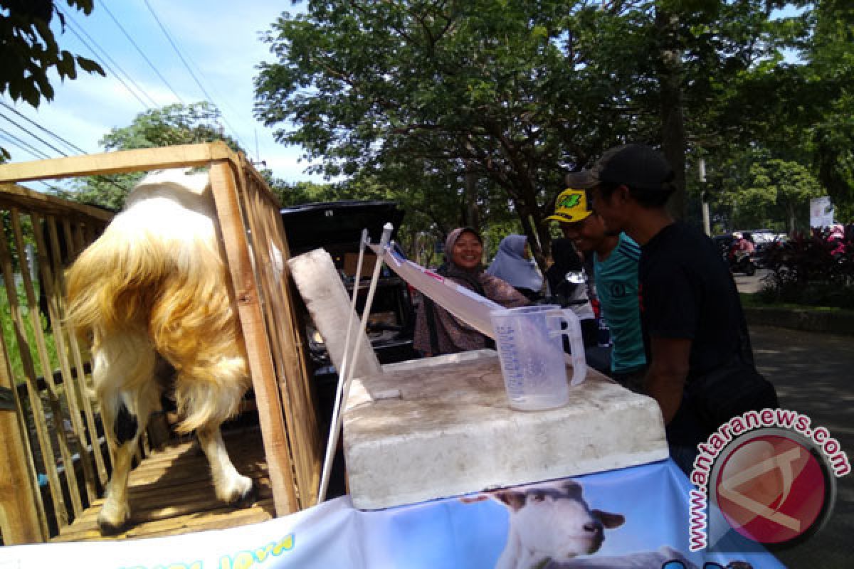 Seekor Kambing Ikut Jualan Susu Di Pakansari