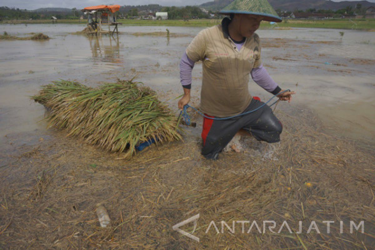 Petani Kabupaten Gresik lakukan panen dini akibat banjir
