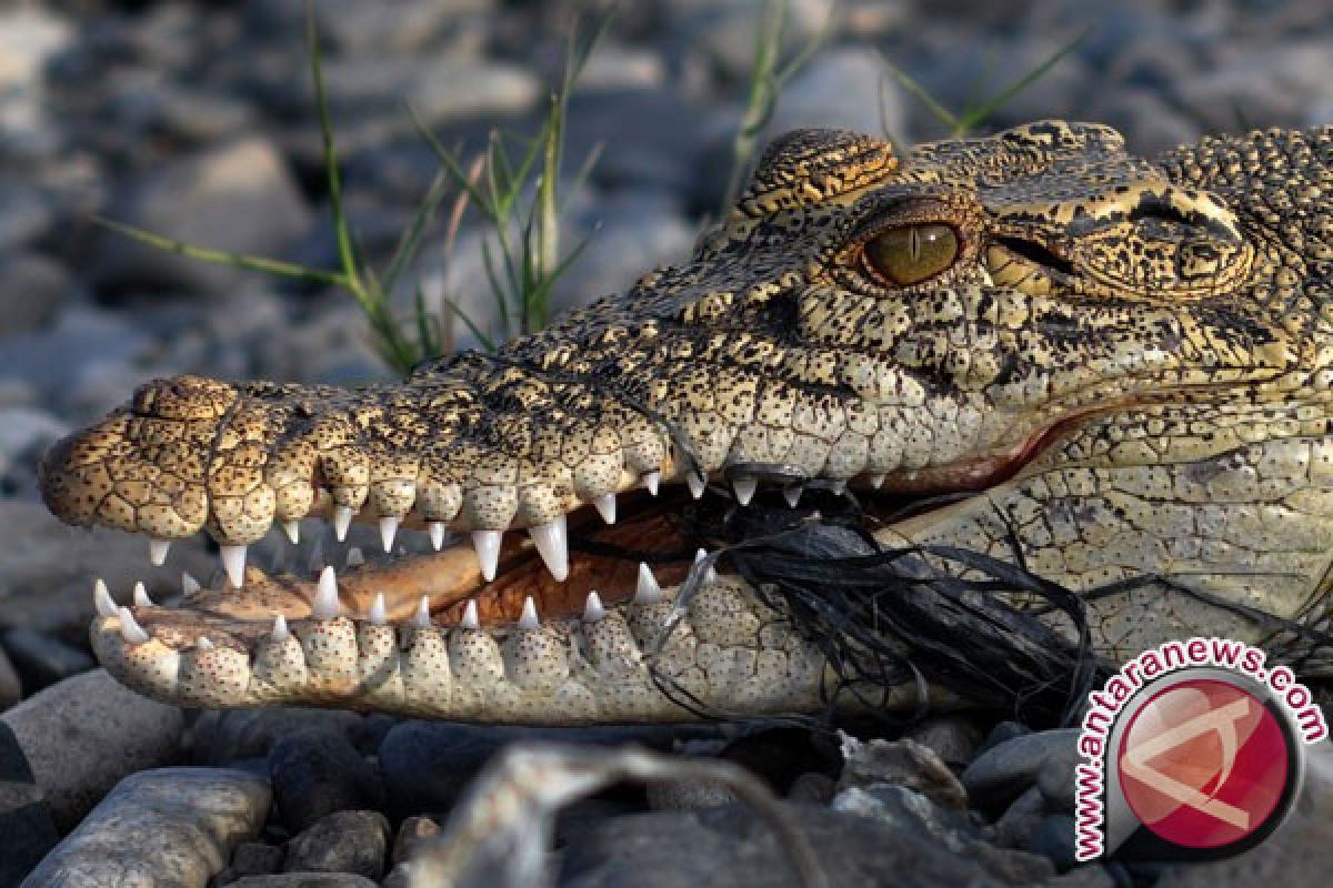 Buaya masuk perkampungan, mangsa ternak babi milik warga