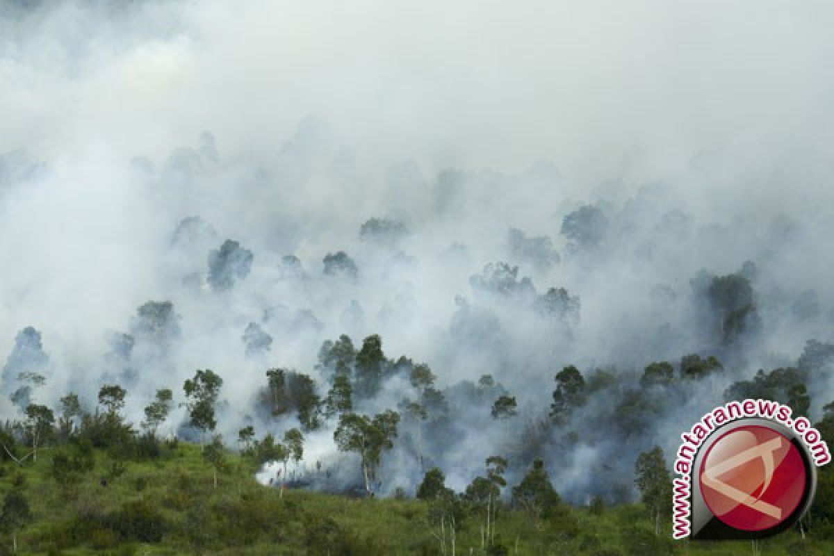 Sekitar 20 hektare hutan di jalur pendakian Gunung Talang terbakar