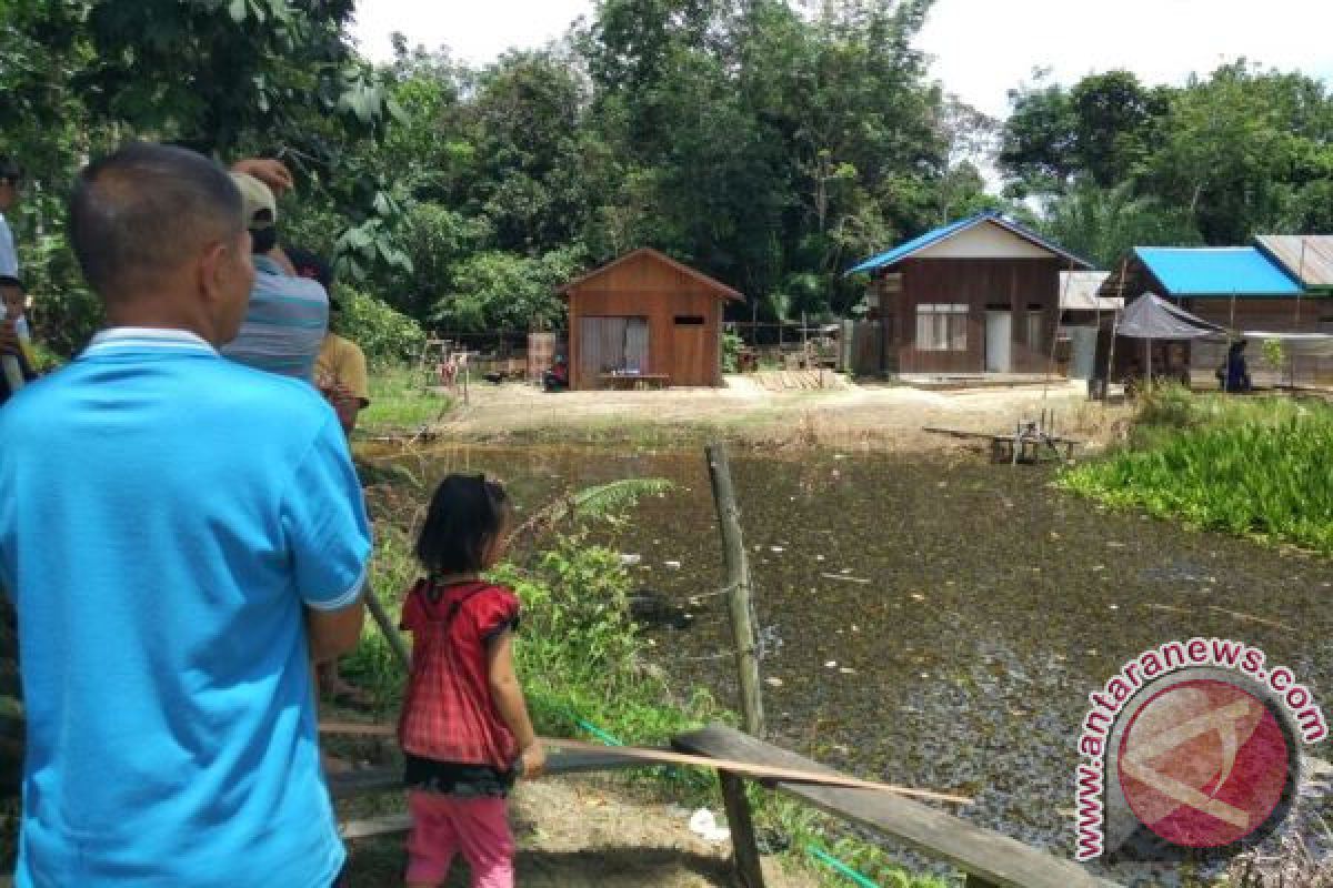 Penampakan Buaya "Jumbo" Hebohkan Warga di Gunung Mas