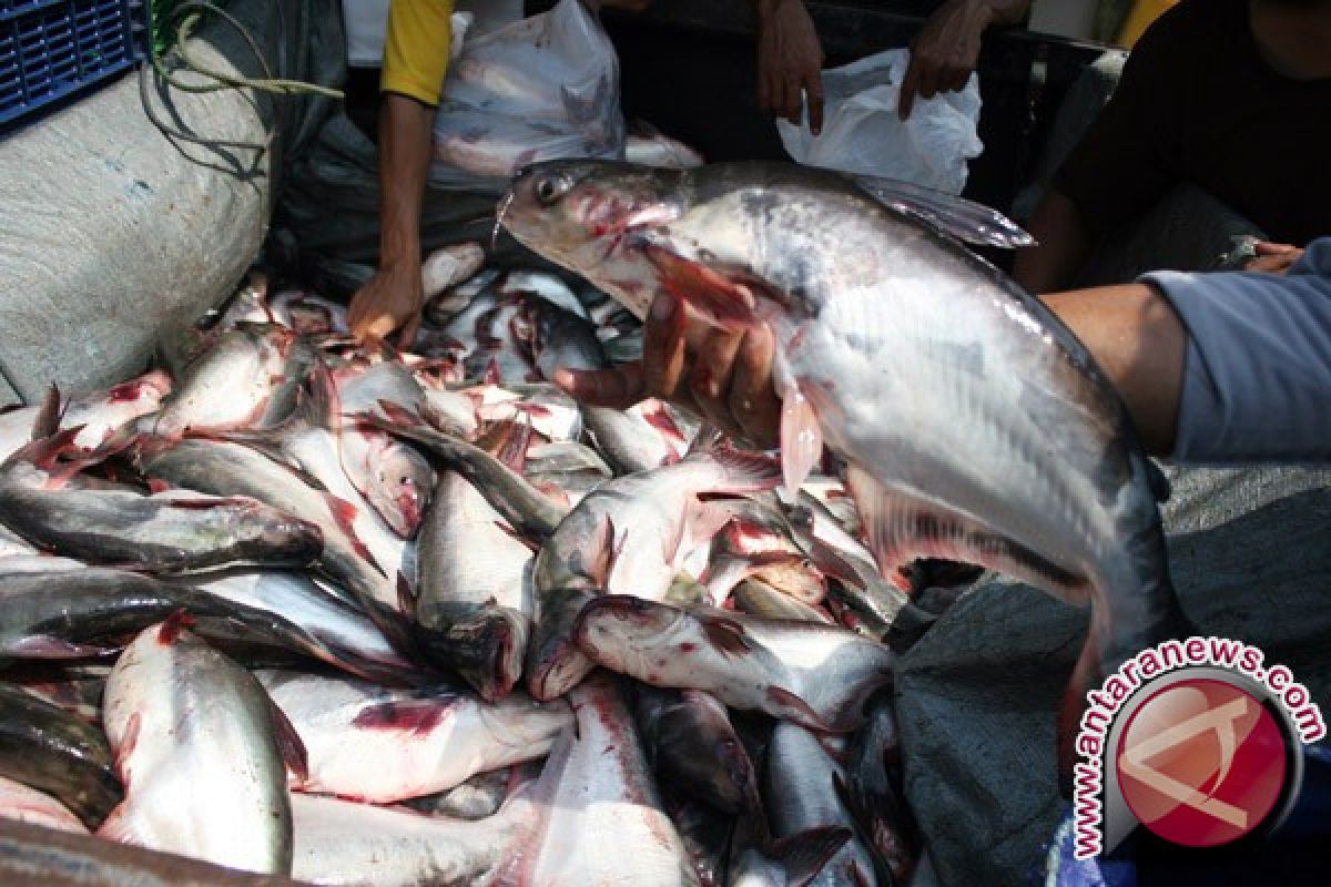 Harga Ikan Di Gorontalo Turun