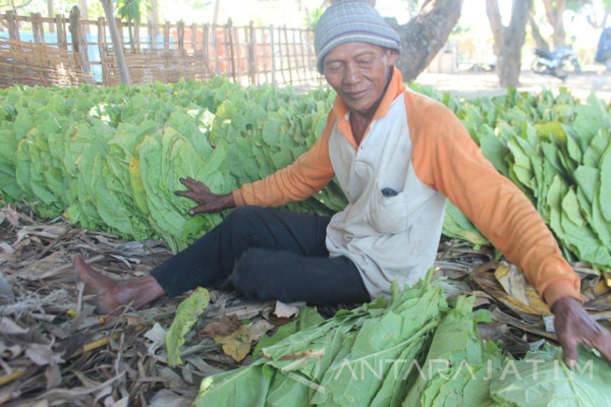 Harga Tembakau di Probolinggo Turun Saat Memasuki Musim Hujan