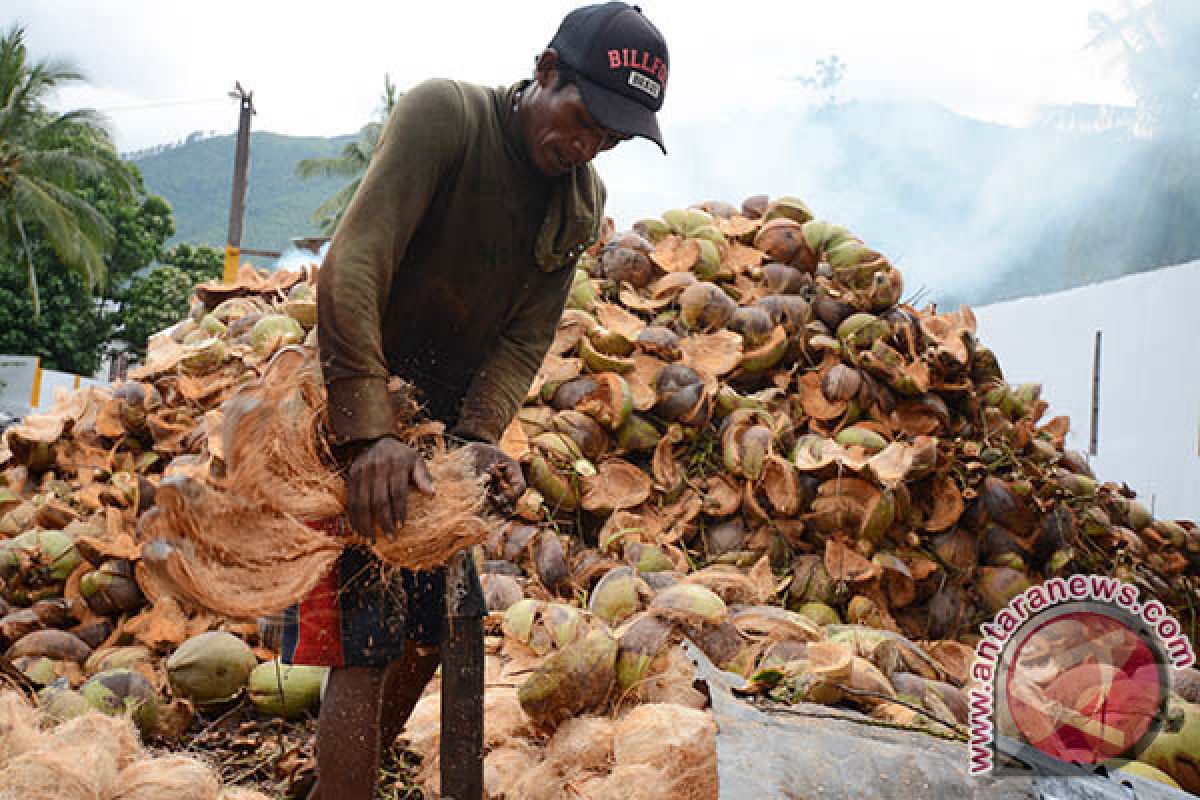 Produksi kelapa di Parigi Moutong 212,176 Juta butir/tahun