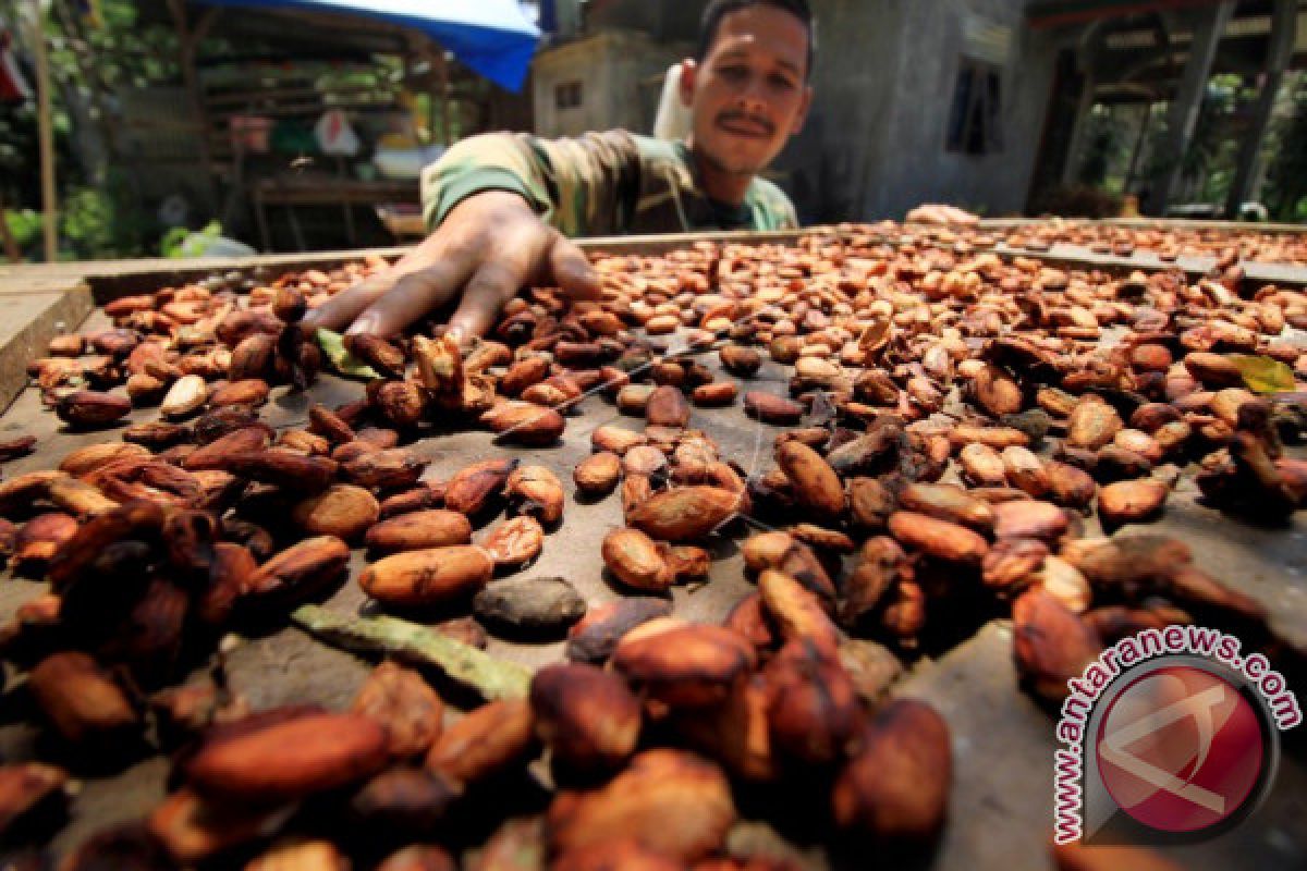 Harga kakao terus turun di Aceh