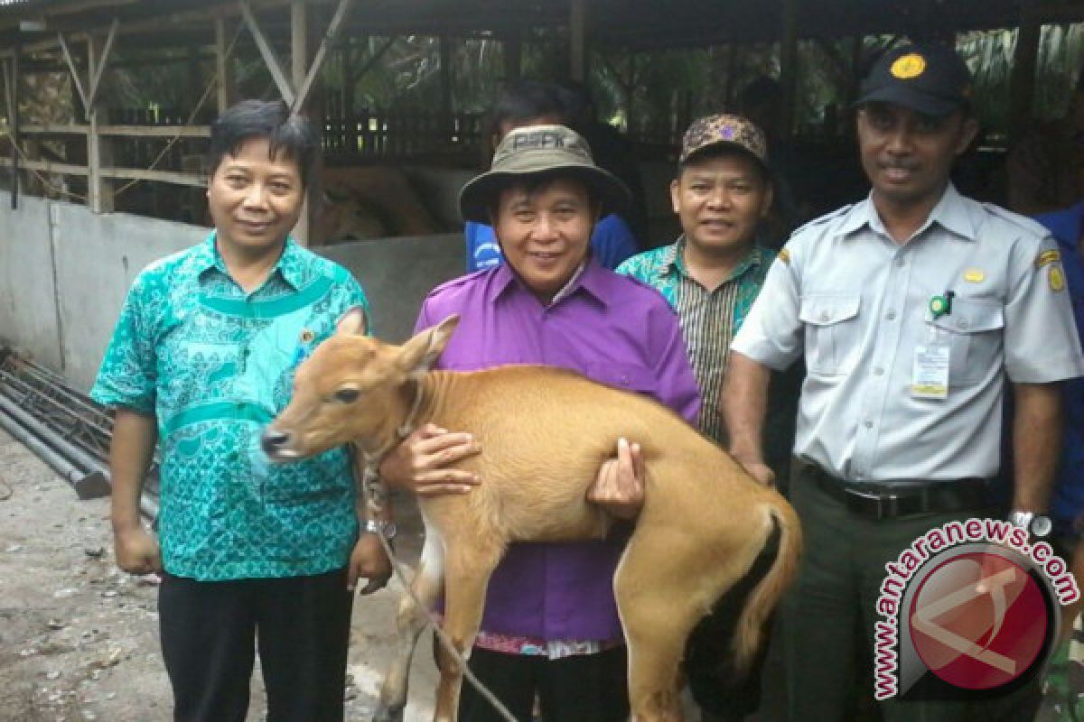 Program penggemukan sapi di Bangka Tengah banyak dicontoh daerah lain