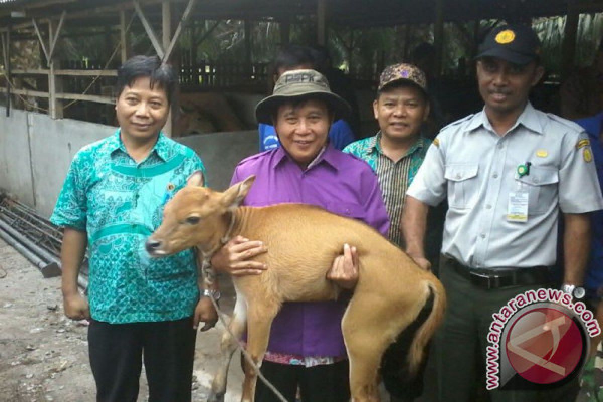 Bupati Bangka Tengah Dorong Warga Terapkan Integrasi Sapi-Pertanian