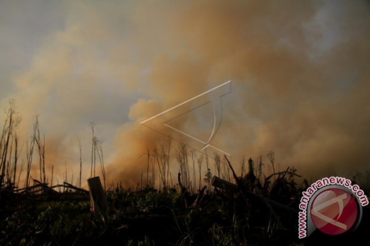 Kebun jati terbakar di Aceh Tenggara