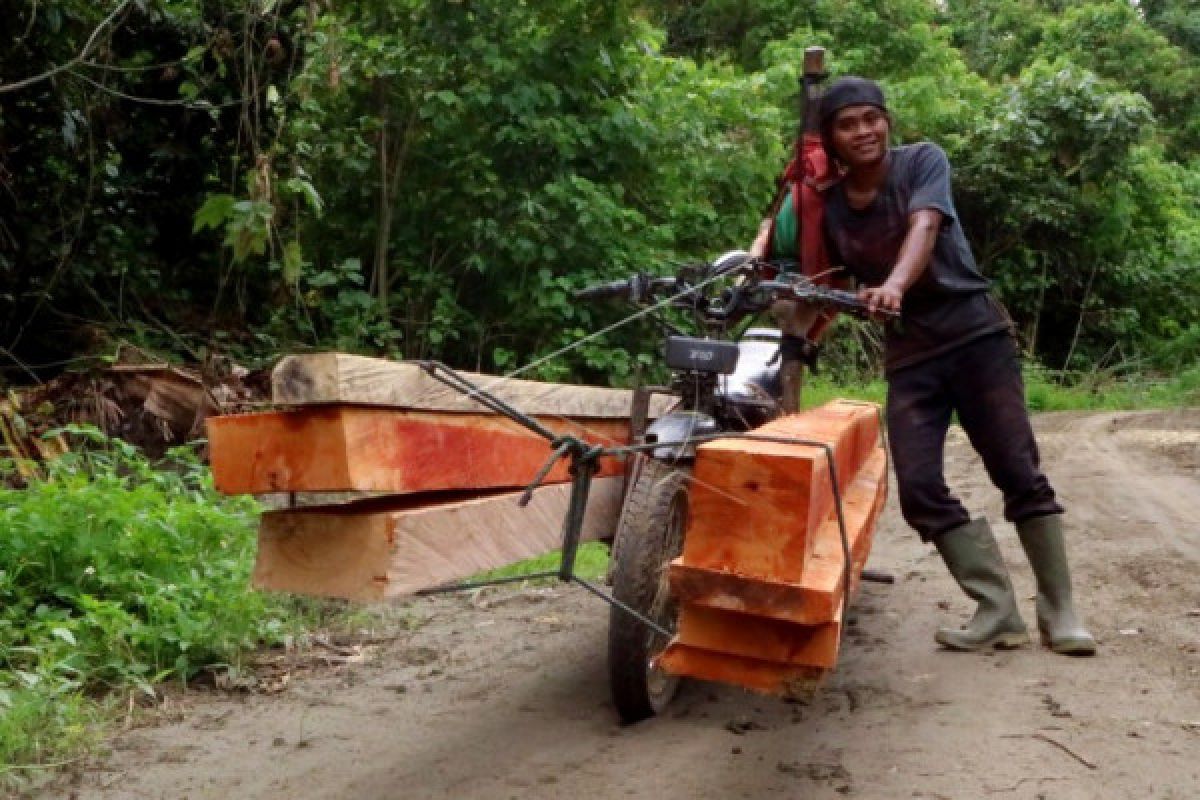 Kayu hasil hutan Papua