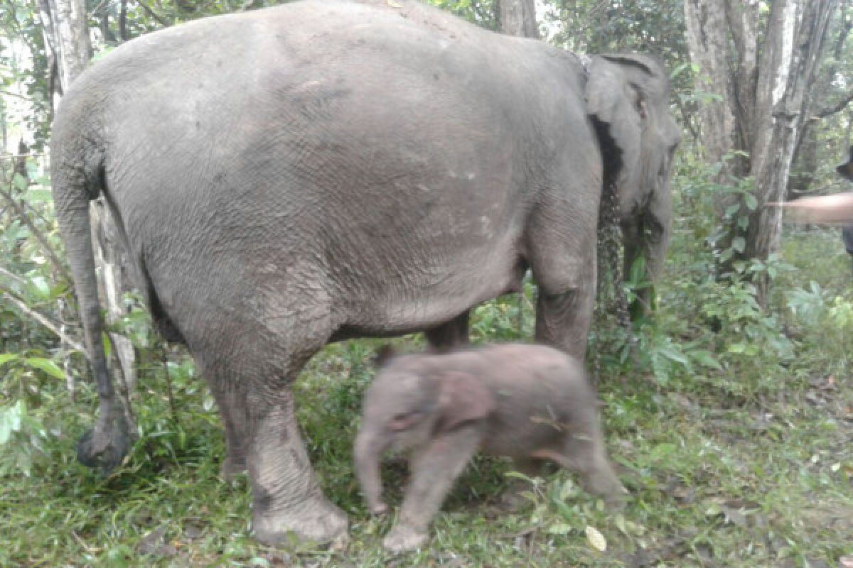 Gajah perempuan lahir di TNWK