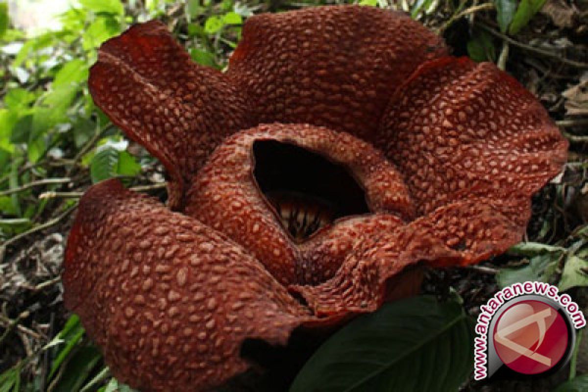 Bunga Rafflesia Gadutensis dan Kemumu bikin kagum wisatawan asal Polandia dan AS