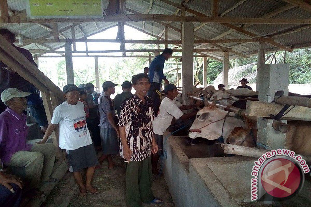 Waykanan Dukung Pemprov Wujudkan Lampung Lumbung Ternak