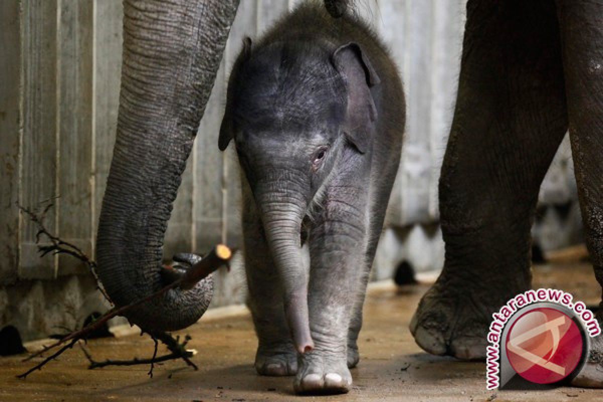 Anak gajah betina lahir di Way Kambas