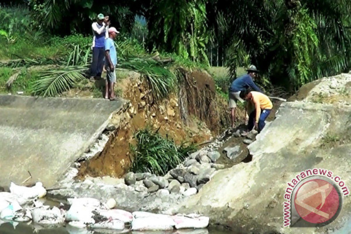 Irigasi Batang Tongar Jebol, 126 Hektare Sawah Rusak