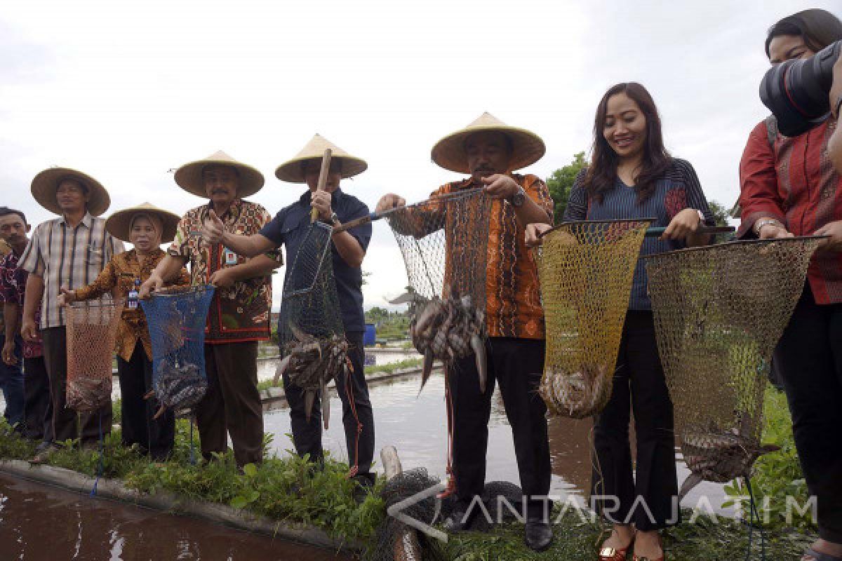 KKP Kunjungi Gondosuli Dorong Pembudidaya Ikan 