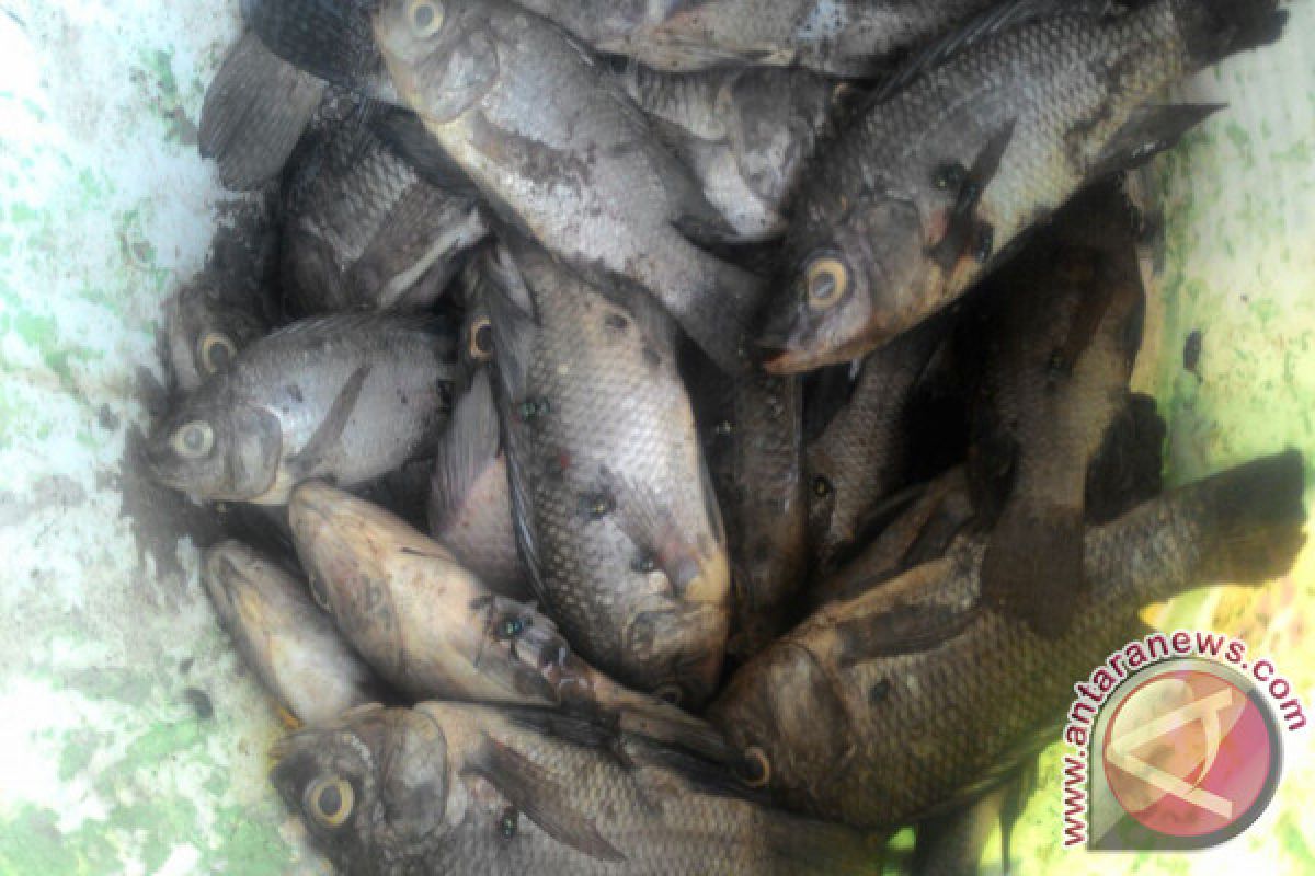 DKP Mukomuko periksa kebenaran laporan peracunan ikan