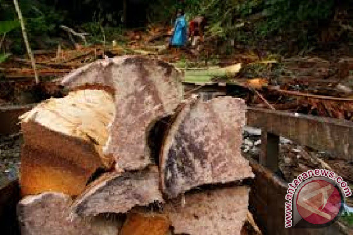 Produksi Sagu Kendari Diminati Daerah Lain 