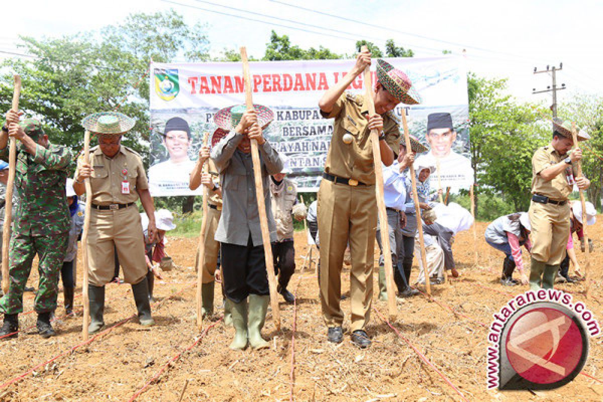 Pemkab-NU Tanam Jagung Perdana