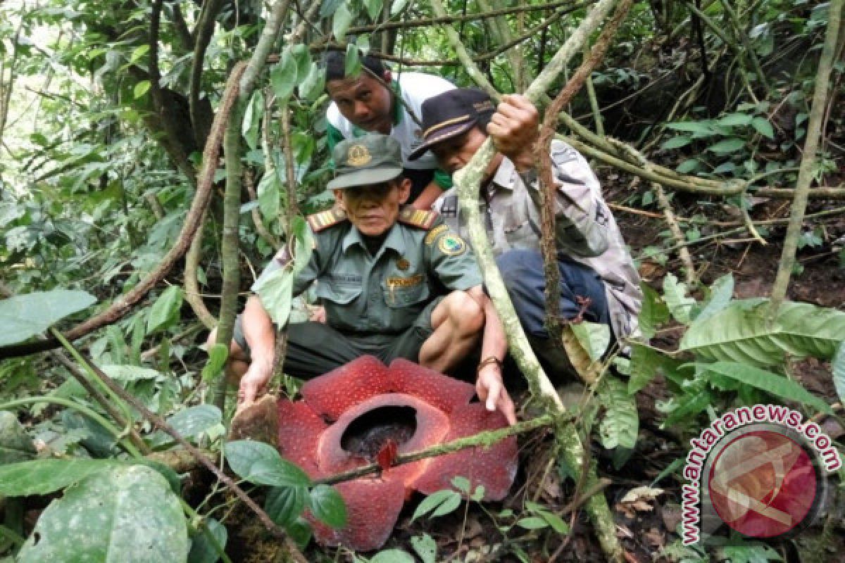 21 Bunga rafflesia tumbuh di hutan Maninjau