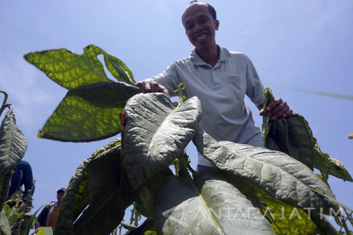 Petani Tembakau Tulungagung Bersyukur Masih Bisa Panen