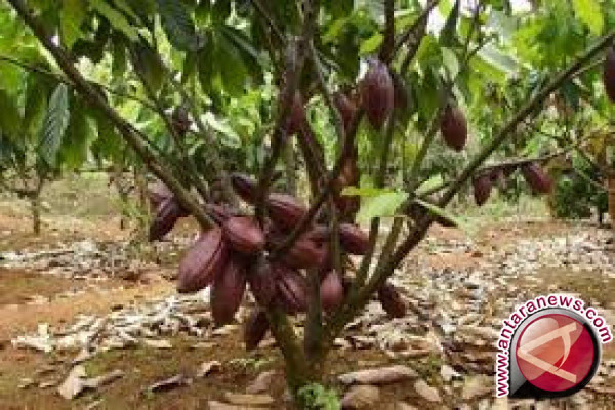 Kalla Group - Lonawe Utara jalin kemitraan investasi kakao
