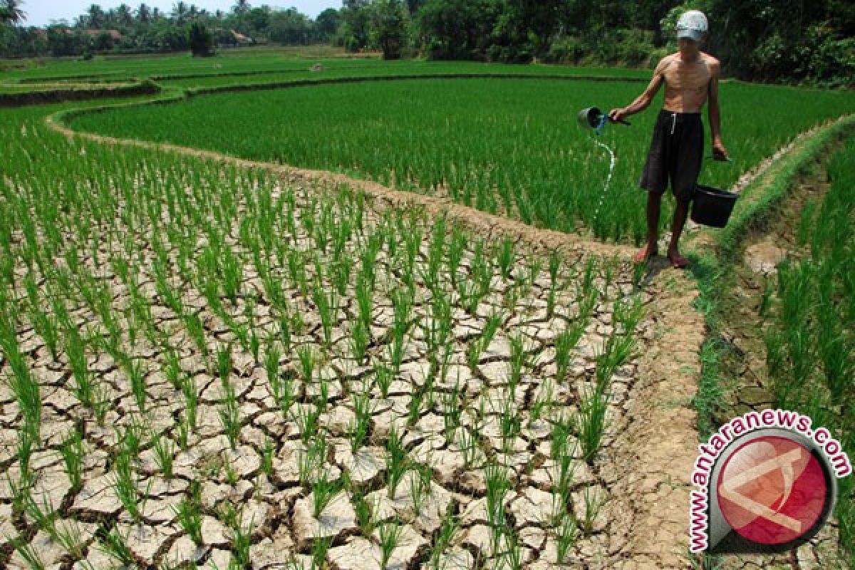 Petani sawah tadah  hujan harapkan Pemkab OKU buat sumur bor