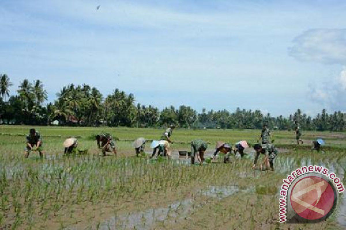 Tingkatkan Produktivitas Petani, Padangpariaman Dorong Kelompok Tani Unggul Bina Petani