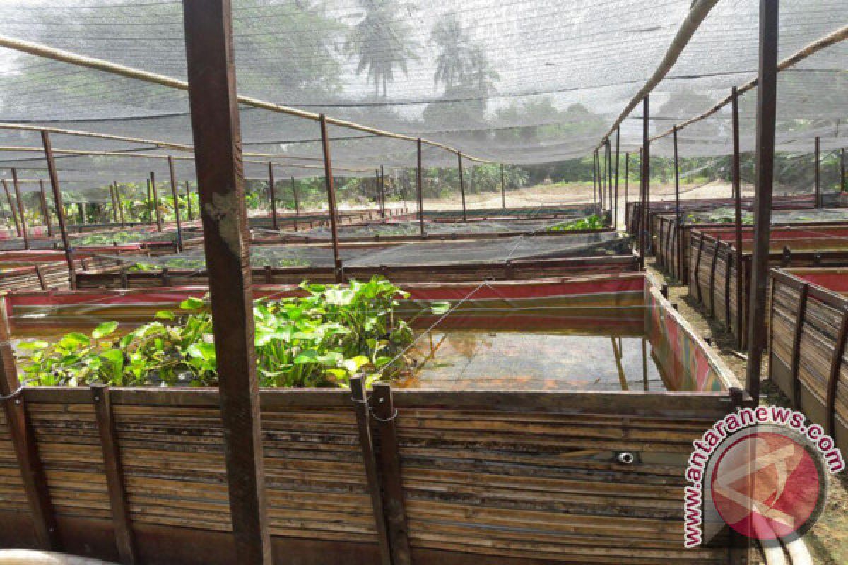 Walatung Village as center of papuyu fish development 