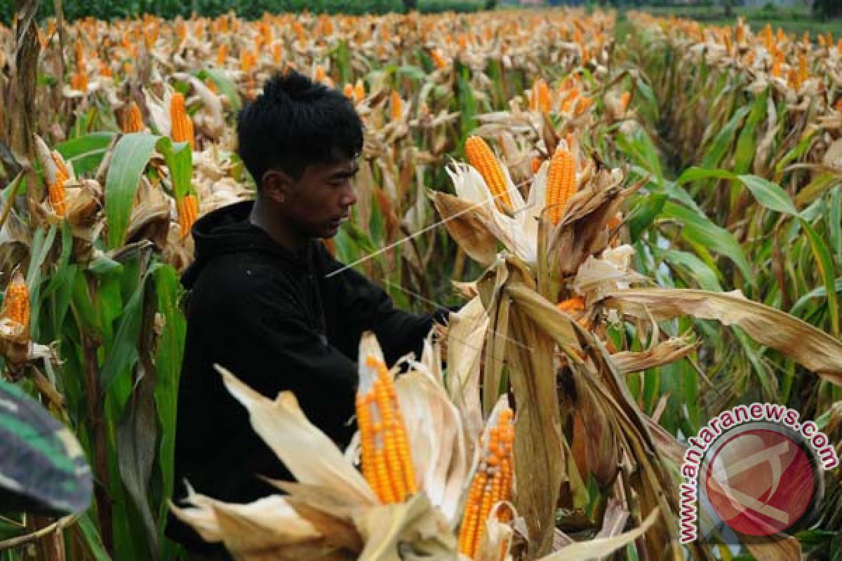 DPTPH Lampung Belajar Pengembangan Jagung Di Sulsel 