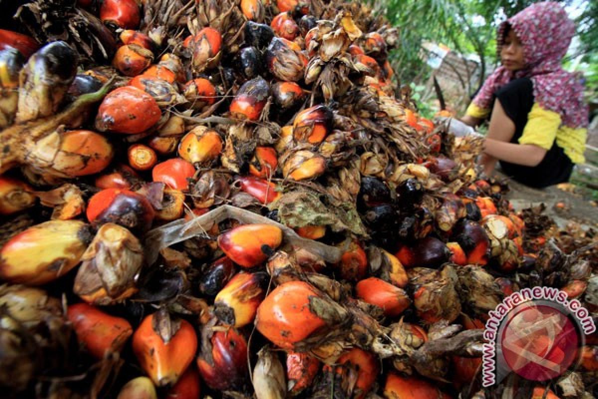 Peneliti rekomendasi cangkang kelapa sawit sebagai bahan bakar