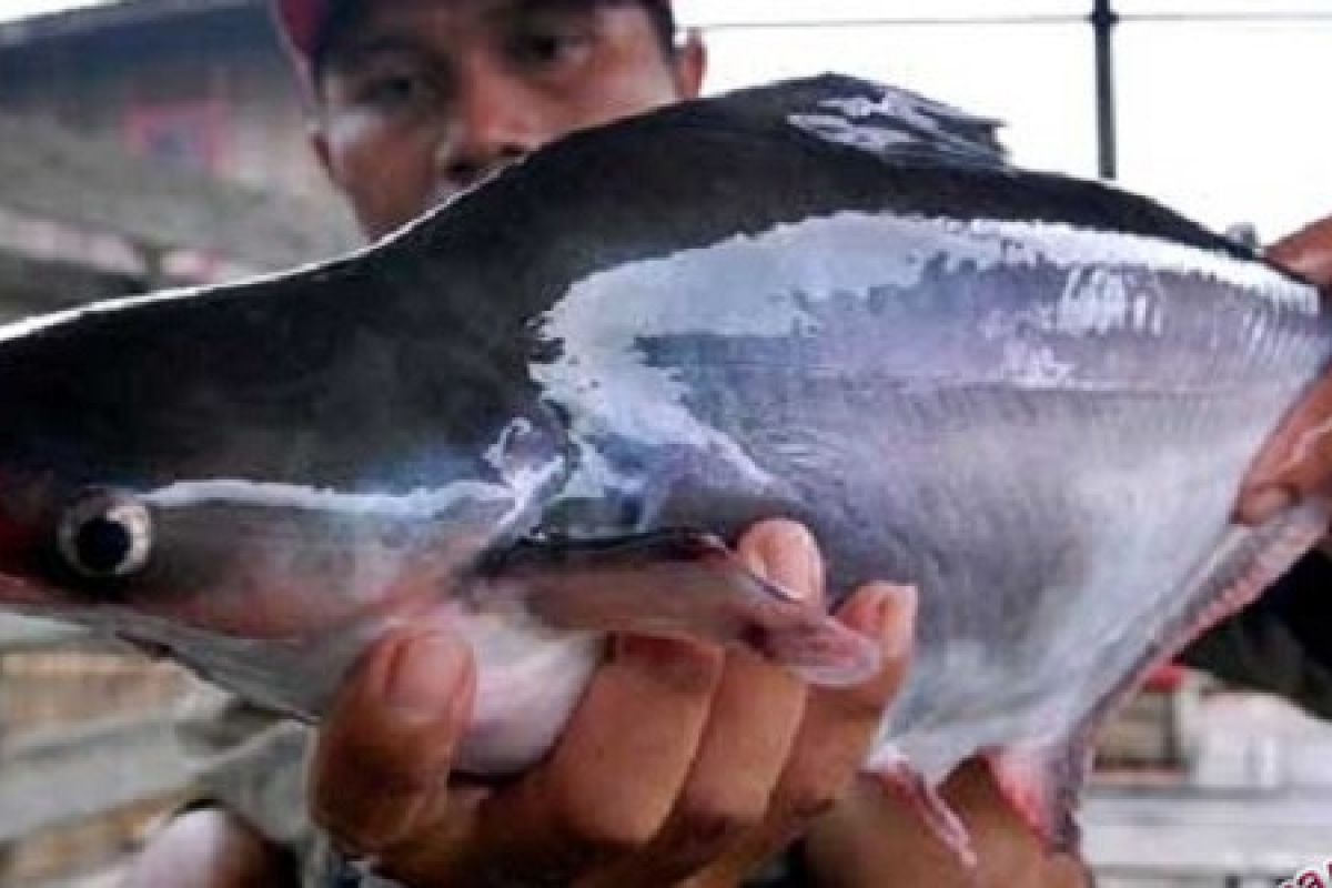 IPB Teliti Mutu Kolagen dari Kulit Ikan Patin