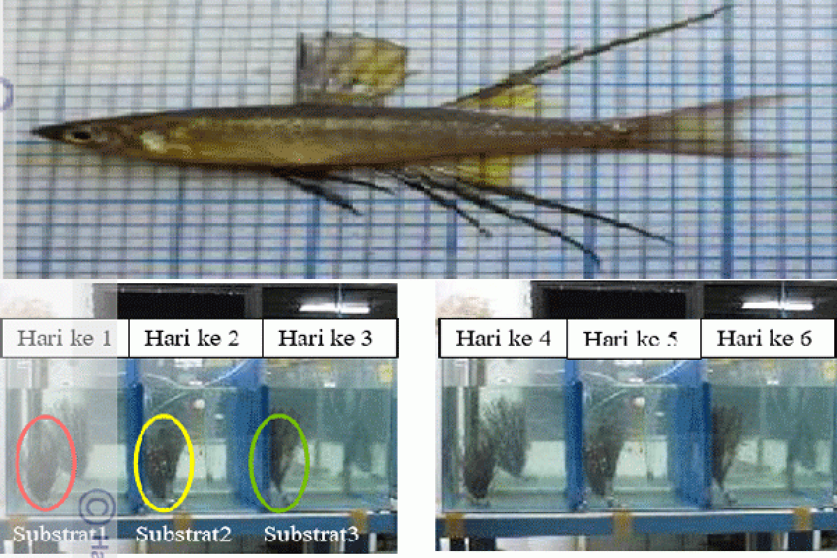 Peneliti IPB Pakan Alami Tingkatkan Kualitas Sperma Ikan Pelangi