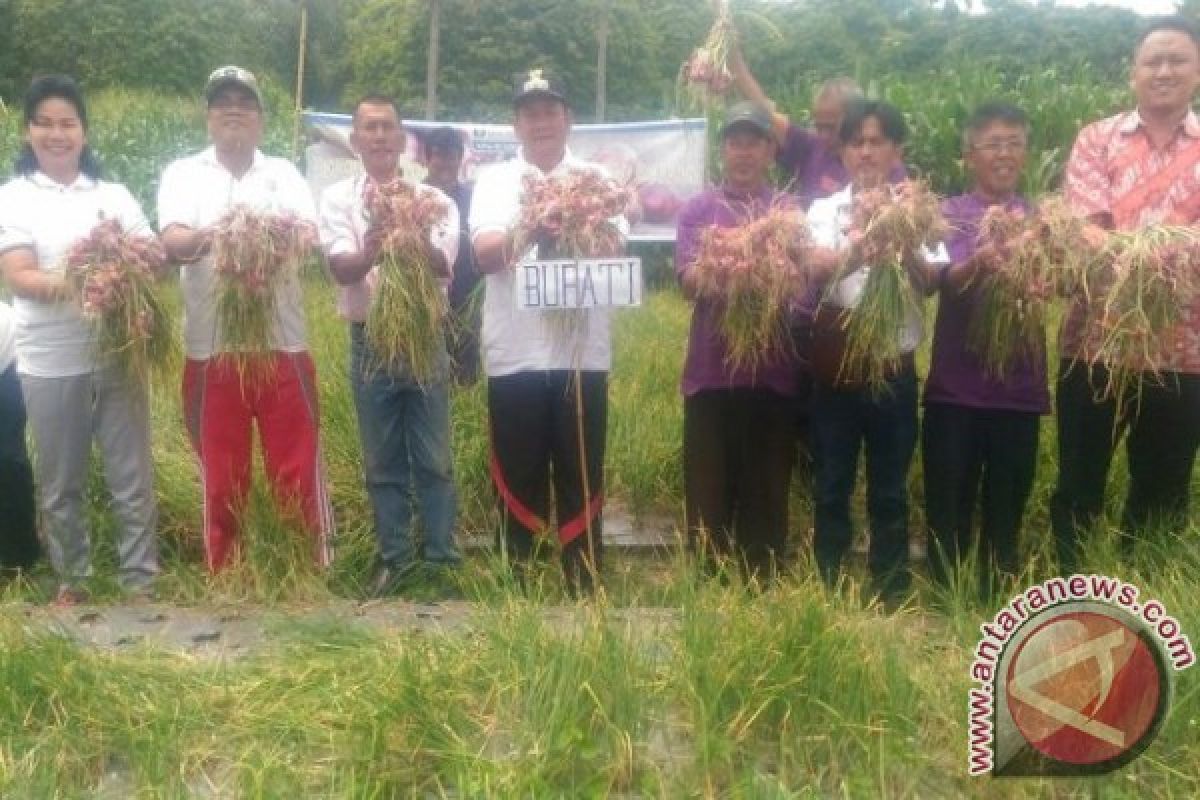 Bupati Samosir dan Petani Panen Bawang Merah 