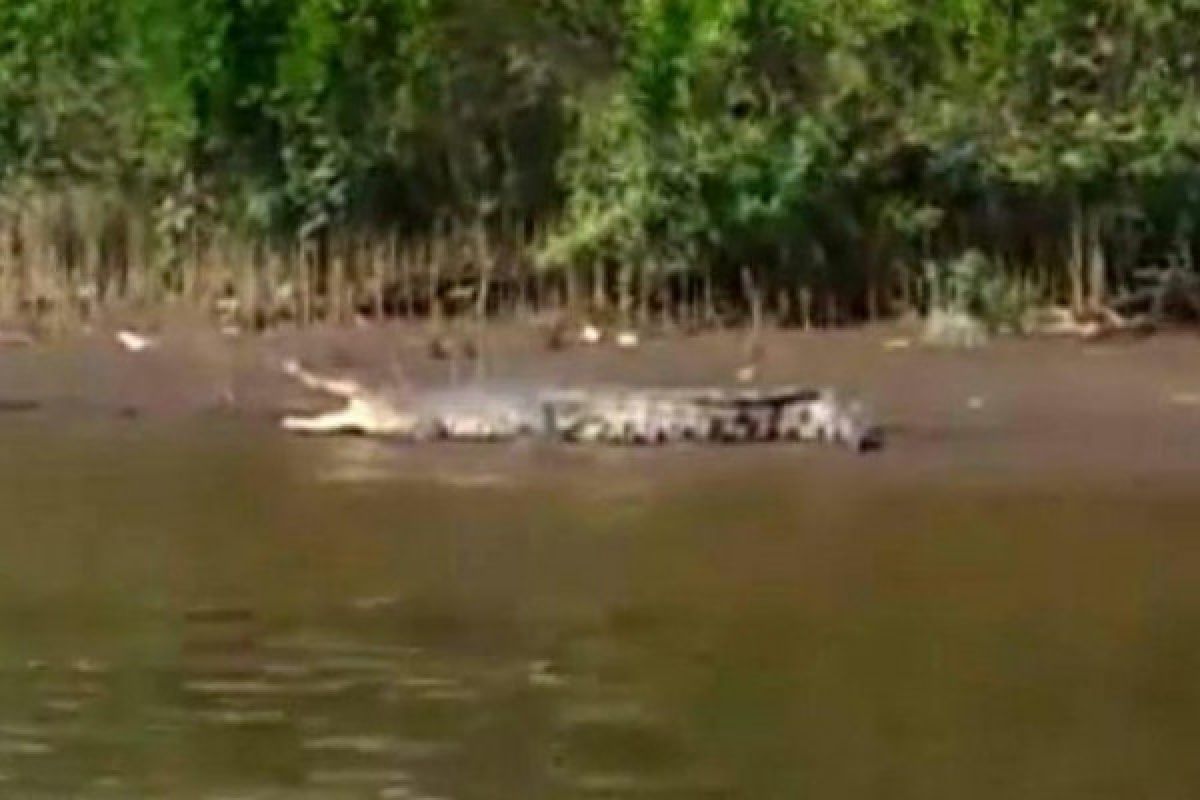 Masyarakat Diminta Waspada Terkait Meningkatnya Serangan Buaya di Kotim