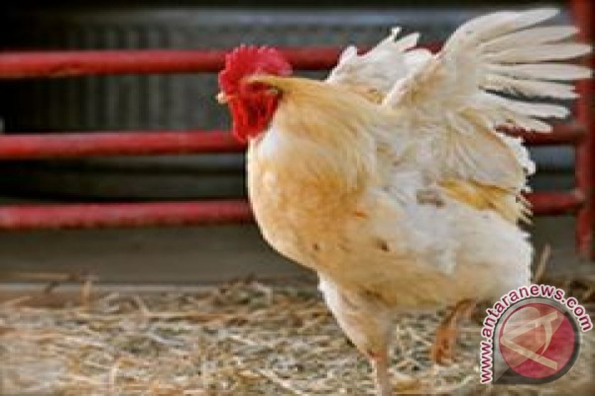 Humane Society International welcomes first Asian company to commit to 100 percent cage-free egg supply chain