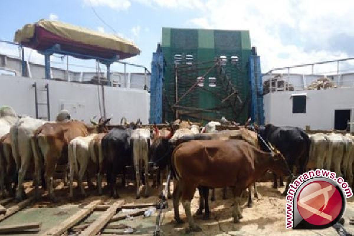 NTT targetkan kirim 69.950 sapi tahun ini