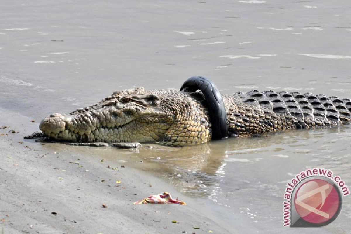 Buaya terjerat jala milik warga