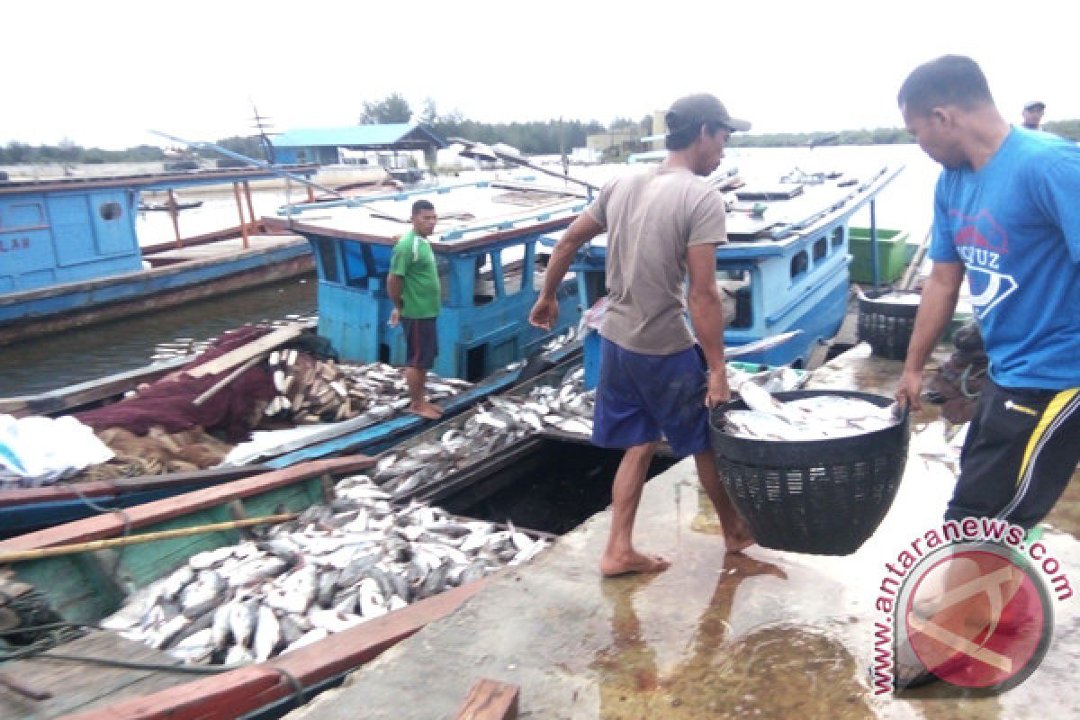 Nelayan Singkil panen belasan ton ikan gaguk