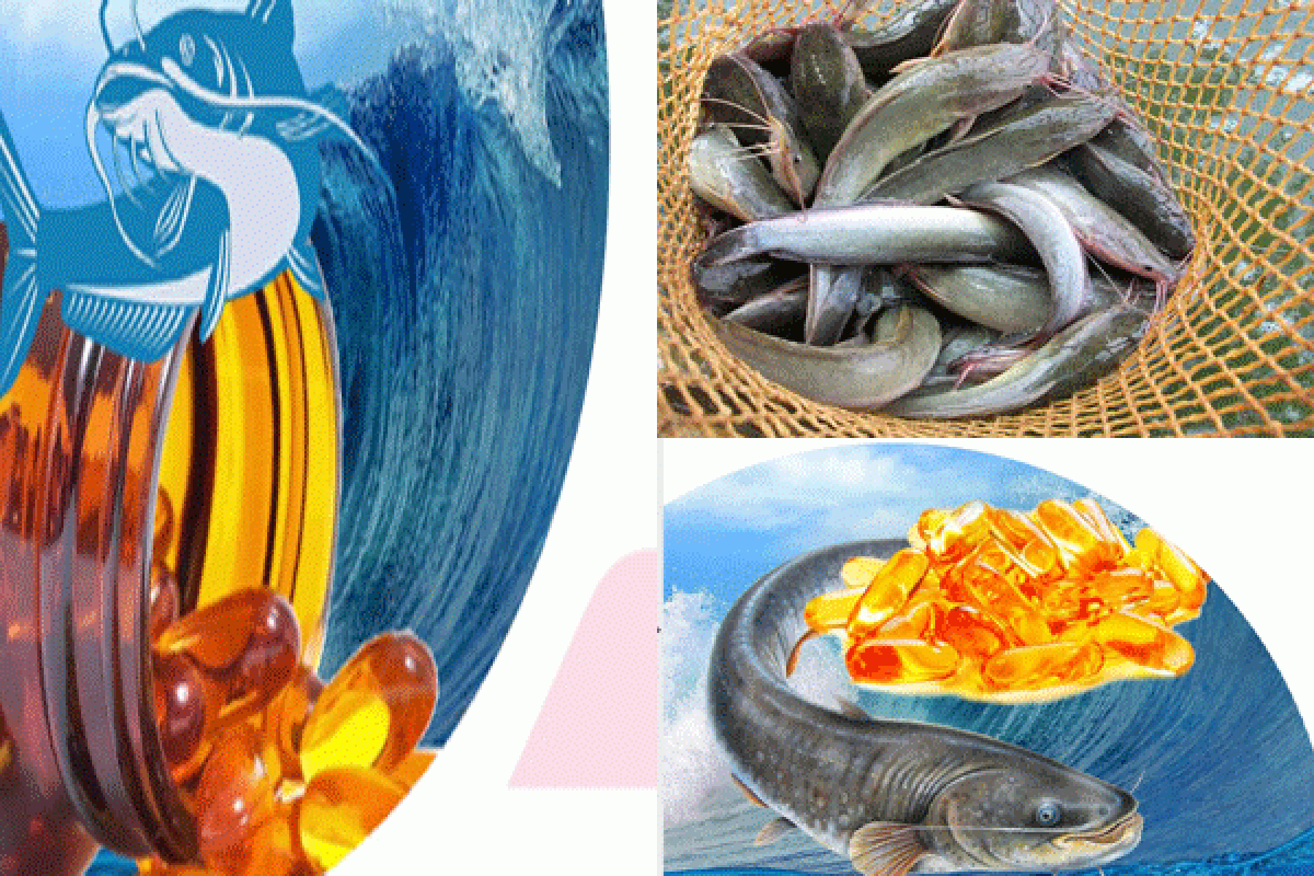 Softgell Minyak Ikan Lele Untuk Lansia, Sebuah Inovasi Peneliti IPB