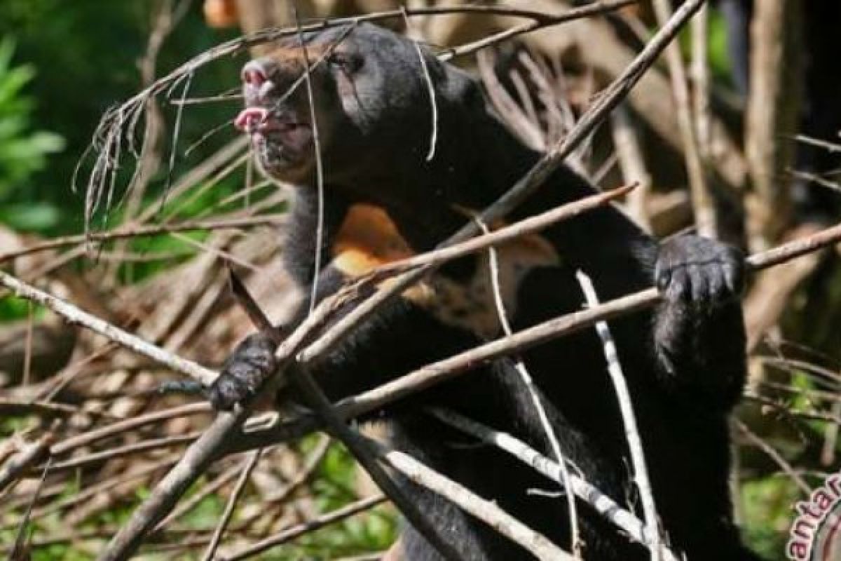 BBKSDA Riau Bentuk Posko Penanganan Serangan Beruang Di Kampar