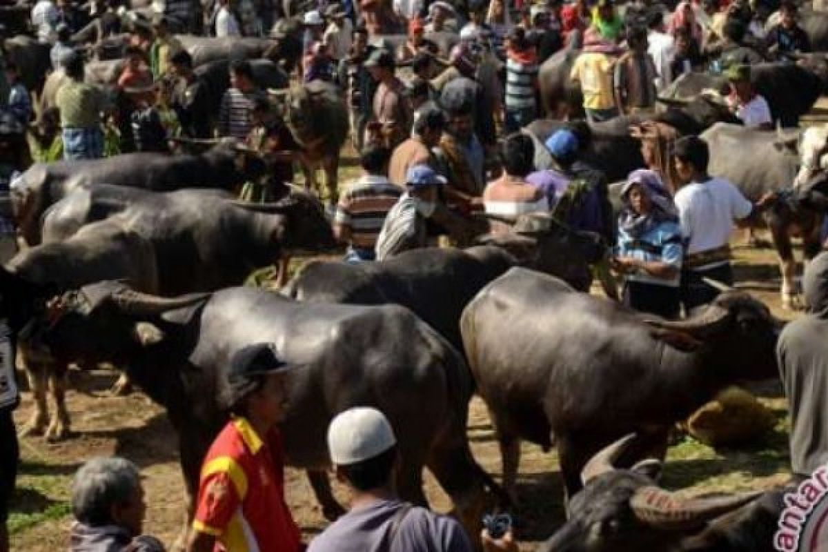 Kalangan DPRD Siak Apresiasi Keberasilan Program Kerbau Bunting