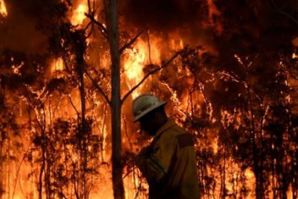 Kebakaran Hutan California Telah Merenggut 29 Nyawa