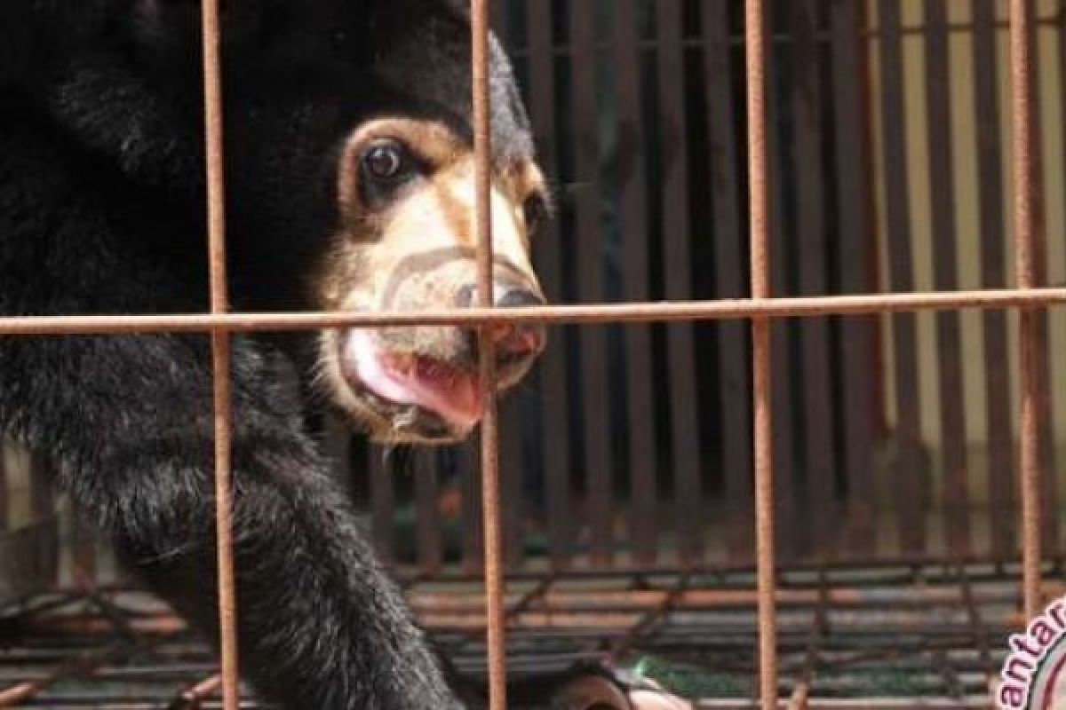 Korban Selamat Dari Penyerangan Beruang Di Kampar Jalani Perawatan Intensif 