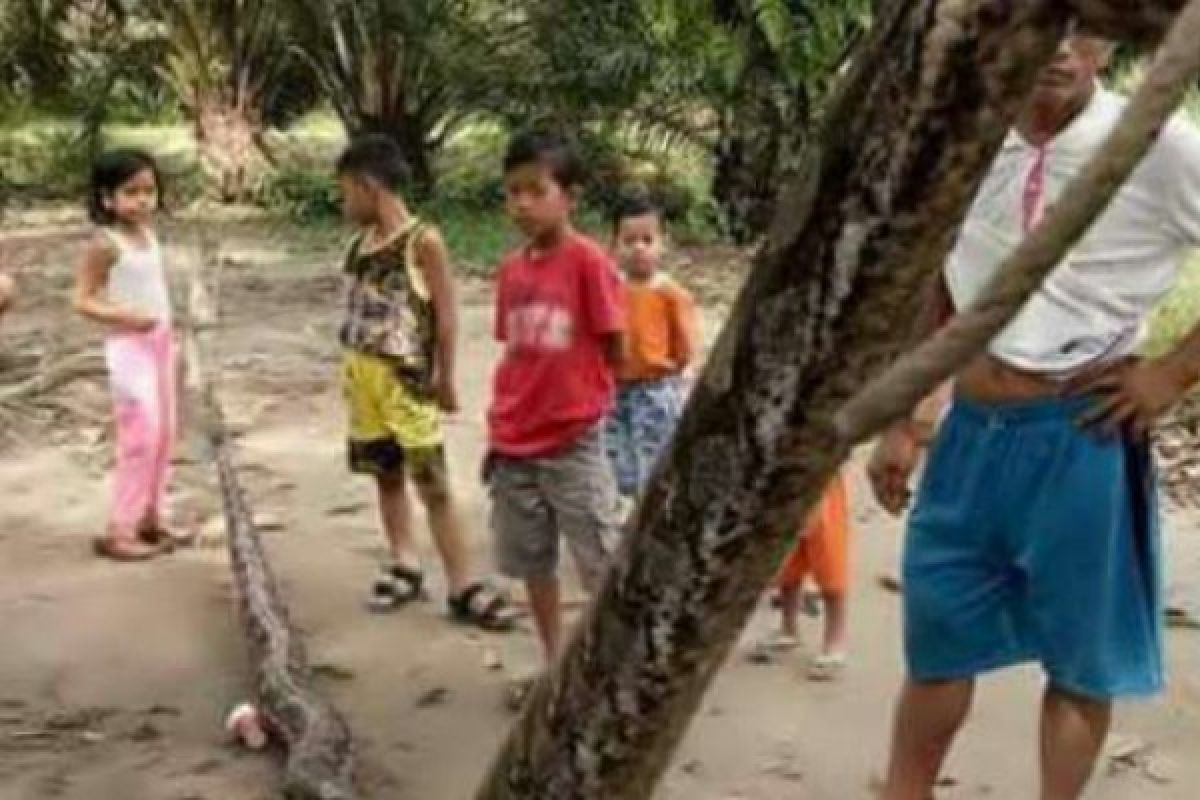 Layaknya Gladiator, Seorang Warga Riau Berduel Dengan Ular Tujuh Meter