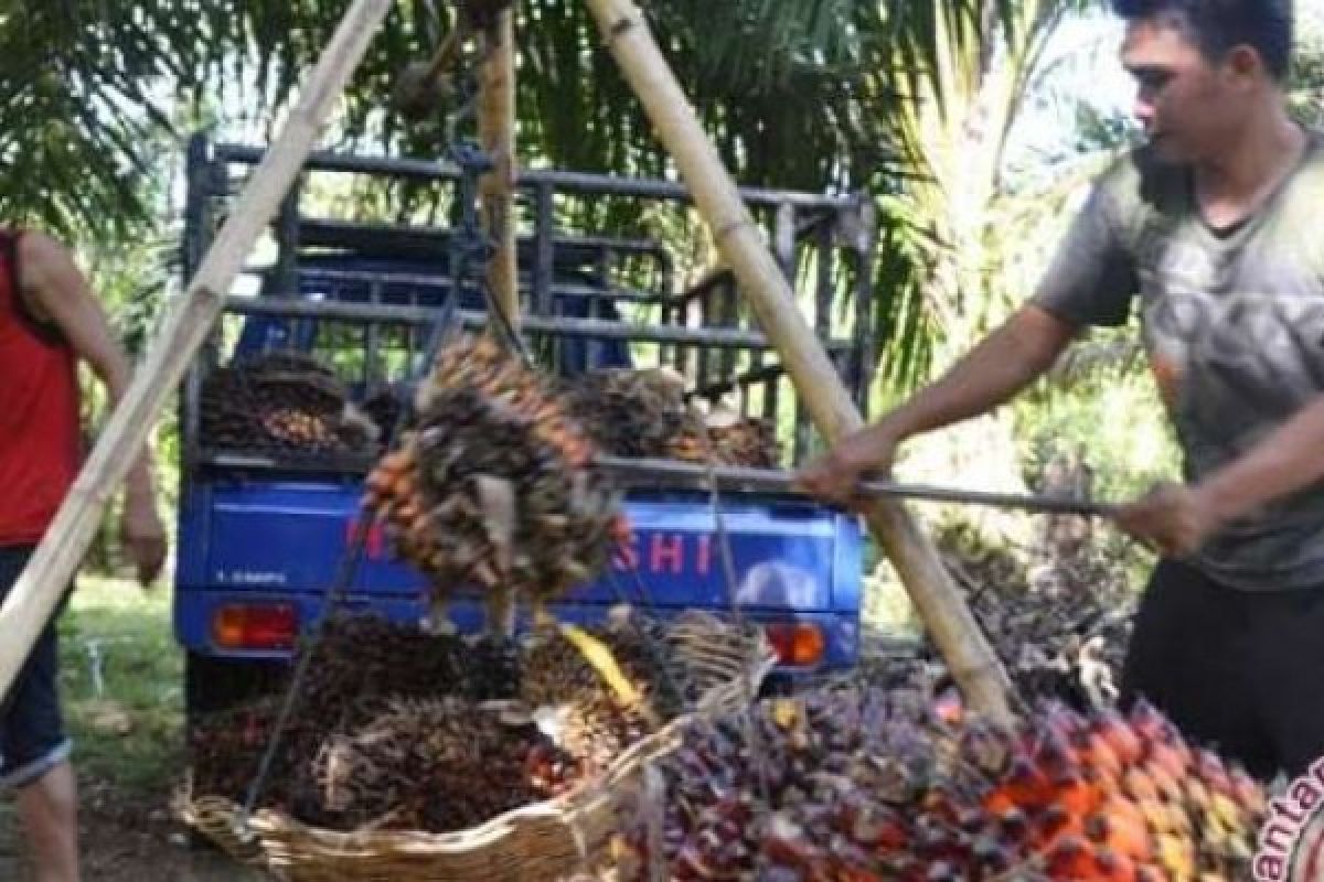 Meski Tipis, Harga TBS CPO Riau Mengalami Kenaikan